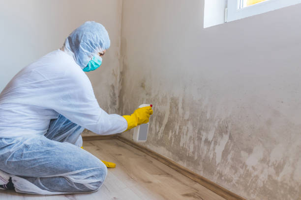 Licensed Black Mold Removal service in Wheaton, MN - WQB Mold Removal