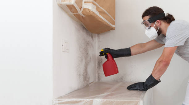 Professional Black Mold Removal technician working in Wheaton, MN